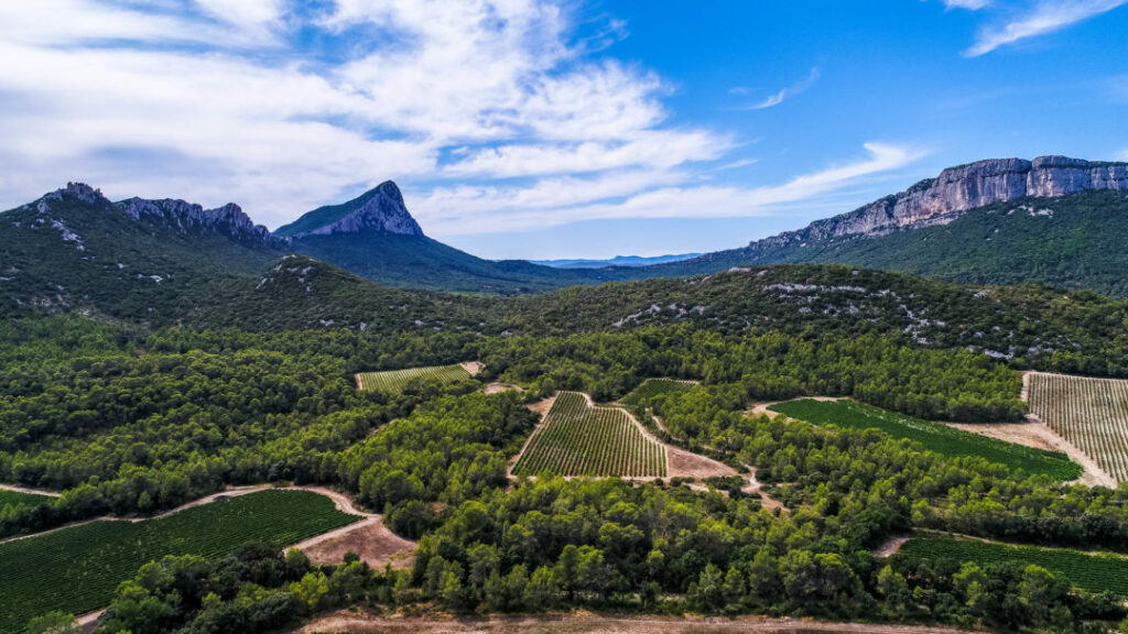 Wine Tour Montpellier